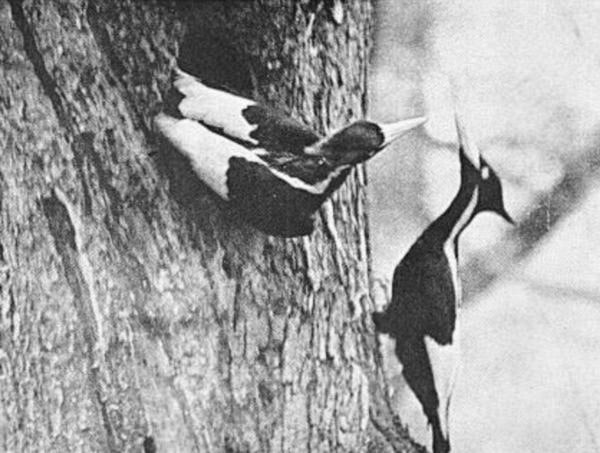 Ivory Billed Woodpecker